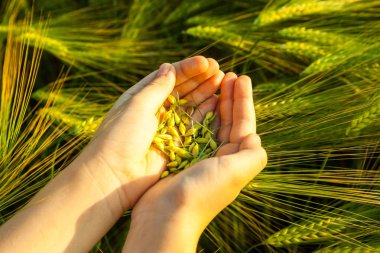 Çocuğun elinde buğday tanesi