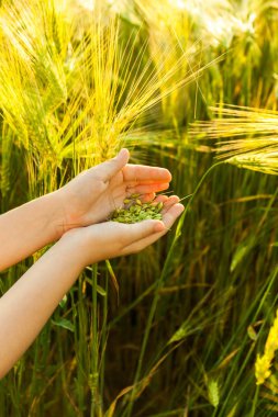 Çocuğun elinde buğday tanesi