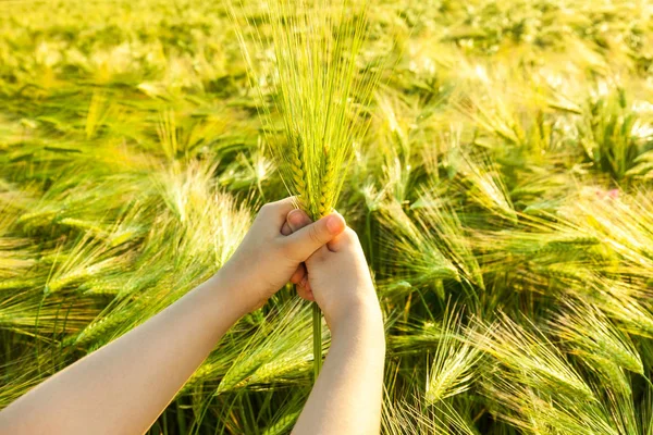 Orecchie di grano verde nelle mani del bambino — Foto Stock