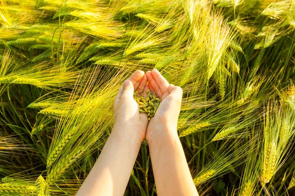 Grano del grano in mani del bambino — Foto Stock