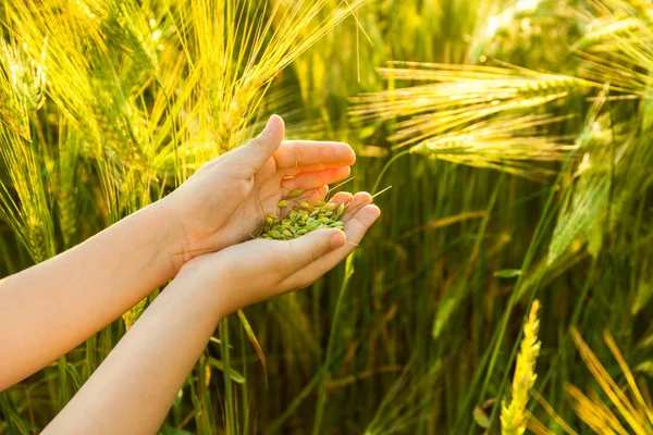 Çocuğun elinde buğday tanesi