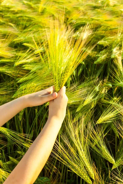 Green Wheat ears in the kid's hands Royalty Free Stock Photos