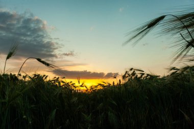 Şafak veya Gün Batımında Buğday Tarlası Üzerinde Parlayan Güneş