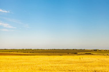 Kırsal Landcape. Avrupa 'da tarım buğday tarlaları, üzüm bağları ve mavi gökyüzü