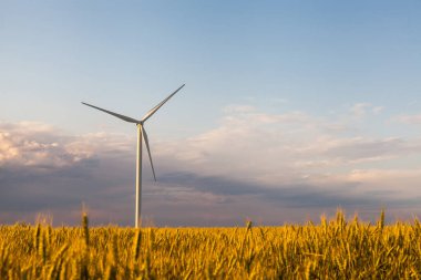 Türbin Yeşil Enerji Elektrik Teknolojisi Konsepti. Buğday tarlası ve gökyüzünde yel değirmenleri olan günbatımı toprak sapı