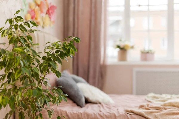 Belle Chambre Loft Aux Couleurs Pastel Rose Avec Plantes Maison — Photo