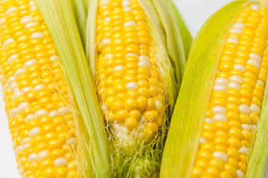 Yapraklı bir grup çiğ mısır. Çiftlik ürünlerini kapatın. Sarı mısırlar. Mısır unu yapmak için ham madde. Besin maddeleri karbonhidrat konsepti.