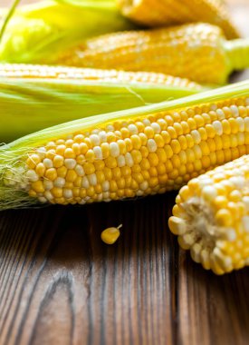 Koyu ahşap desenli masaya bırakılmış olgun çiğ mısır koçanları. Sağlıklı yaz yemekleri konsepti. Taze pişmemiş mısır koçanı. Temiz yeme alışkanlıkları.