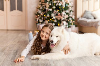 Noel kızı kucak köpeği Samoyed. Noel, kış ve insanlar konsepti. Noel tebrik kartı. - Mutlu yıllar. Evde yeni yıl.