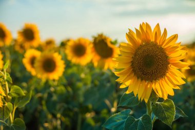 Çiçekli yeşil arka plana karşı yakın plan ayçiçeği olan duvar kağıdı