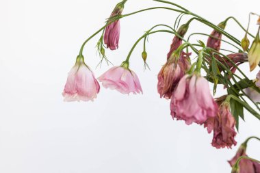 Kurumuş çiçekler ve seçici odak noktası beyaz arkaplan.