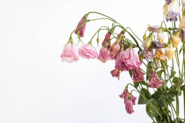 Kurumuş çiçekler ve seçici odak noktası beyaz arkaplan.