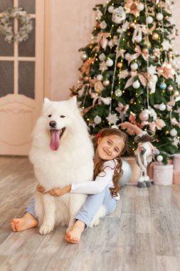 Noel kızı kucak köpeği Samoyed. Noel, kış ve insanlar konsepti. Noel tebrik kartı. - Mutlu yıllar. Evde yeni yıl.