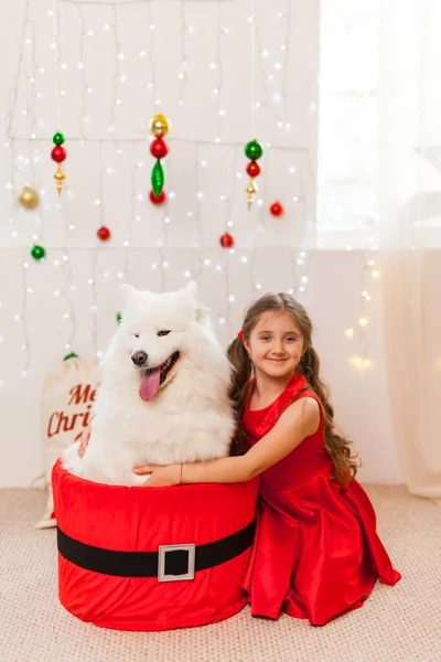 Weihnachten Feiern Mit Pelzigen Freunden Kleines Mädchen Mit Weißem Samoja — Stockfoto