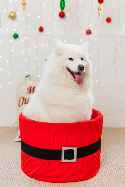 Cute dog in a red gift box for Christmas. White samoyed dog Christmas Puppy Gift Box Present Surprise