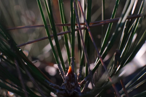 Foto Macro Agulhas Abeto Pôr Sol — Fotografia de Stock