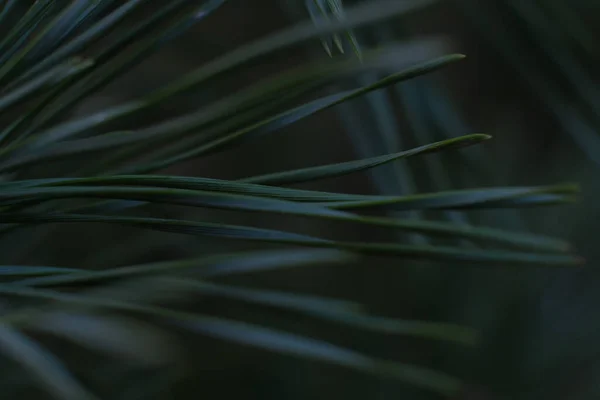 Abstracte Achtergrond Van Naaldbomen Altijd Groene Dennenbomen Takken Natuurlijke Outdoor — Stockfoto