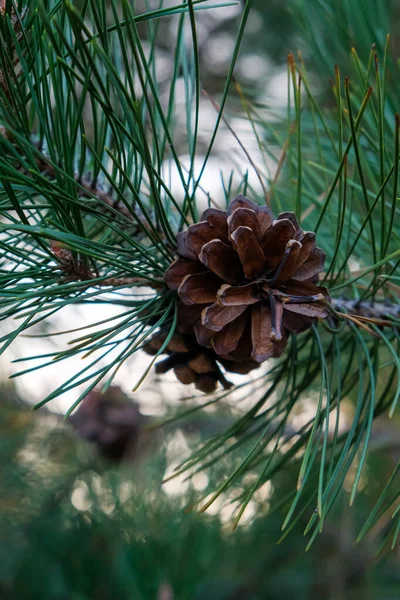 Beautiful pine cone on a pine green branch. Coniferous forest. Conifer cone. Pine cones were also used In Christian symbolism, related to the tree of life
