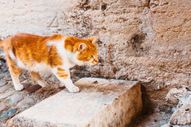Yalnız kırmızı kedi büyük yeşil gözlü sokak duygu tehlike veya av aşağı gizlice