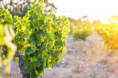 Güneşin doğuşunda üzümlere yaklaş