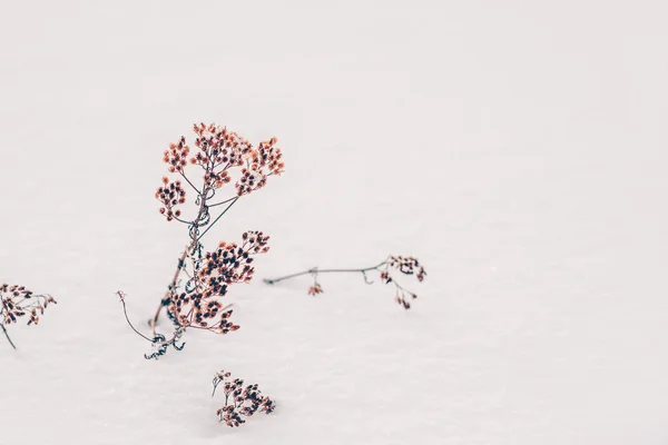 Planta Sob Neve Com Chegada Primavera Inverno Neve Tempo Gelado — Fotografia de Stock