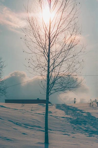 Árvore Contra Pôr Sol Inverno Neve Tempo Gelado — Fotografia de Stock