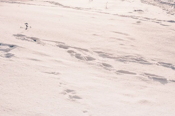 Снігова Незаймана Земля Долина Зимова Морозна Погода — стокове фото