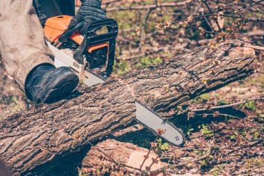 Çalışan bir zincir testere ile düşmüş ağacı keser