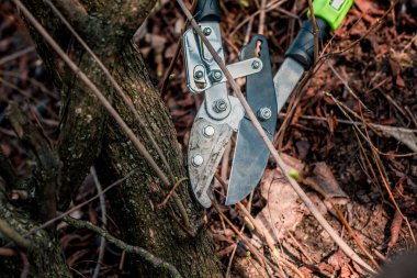 Bush inceltme için bahçede bahar çalışmaları