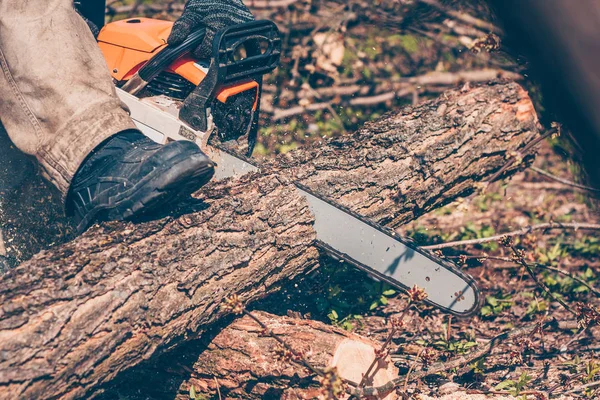 Cosechando Leña Con Una Motosierra — Foto de Stock