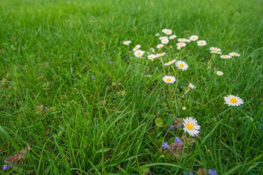 İlk çiçeklerle bahar yeşil çim