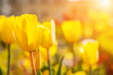Güneşte sarı lale tarlası