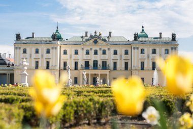 Bialystok, Polonya, 30 Nisan 2018: Branicki Sarayı 'nda sarı lale görünümü