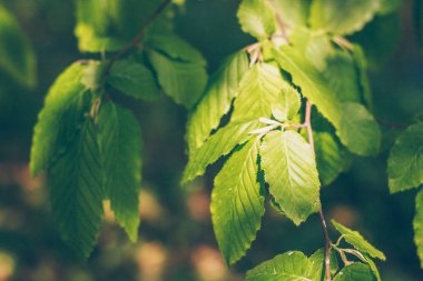 Ağacın yaprakları baharda çiçek açtı.