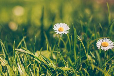 Bahçedeki keşfedilmemiş çimenler