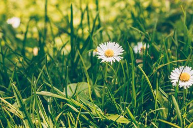 Çim çim üzerinde ot