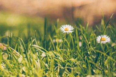 İlkbaharda çimenlerin üzerinde ilk çiçekler