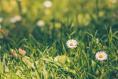 Parlak yeşil bahar otu