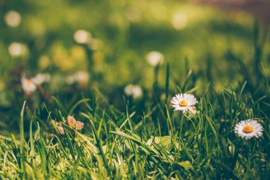 Beyaz çiçeklerile Güneş çim