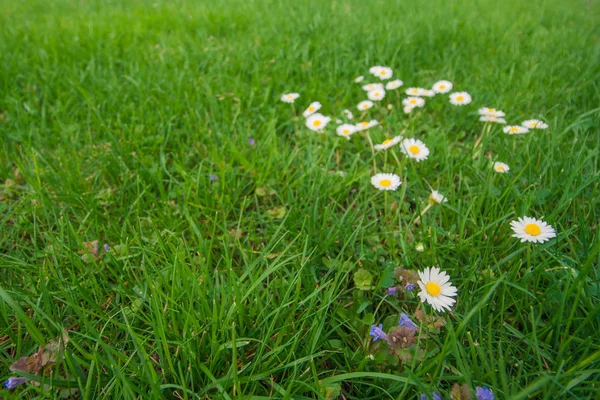 İlk çiçeklerle bahar yeşil çim