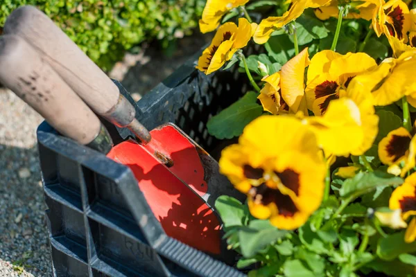 Gele Bloemen Gardener Box Voor Het Planten Tuin — Stockfoto