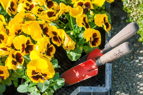 Flores Amarillas Caja Del Jardinero Antes Plantar Jardín — Foto de Stock