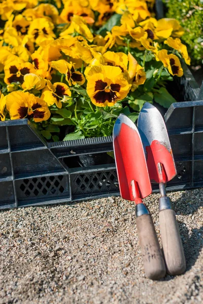 Fiori Gialli Nella Scatola Del Giardiniere Prima Piantare Giardino — Foto Stock