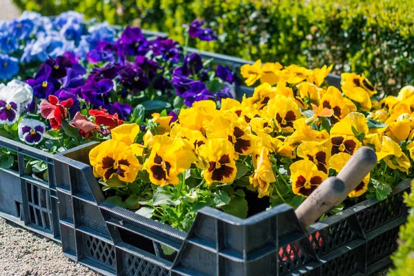 Scatole Giardiniere Con Viole — Foto Stock