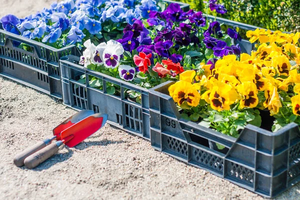花の苗 花壇に花を植える箱 — ストック写真