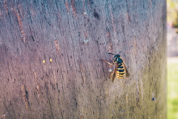 Large Wasp Sits Wooden Pole — Stock Photo, Image