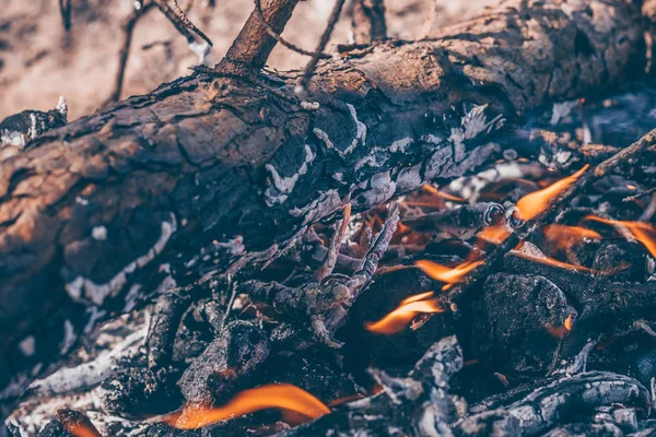 The log burns in the forest, the risk of fire
