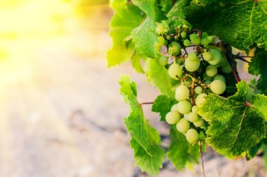 Bir asma çiftliğinin dalı üzerinde olgunlaşan olgun üzüm demeti yakın çekim, hasat