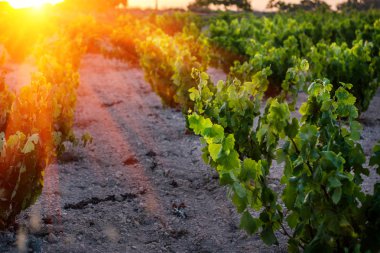Parlak bir gün batımı bir arka plan karşı bir alanda üzüm Çalılar