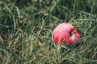 Çimenler üzerinde olgun kırmızı elma